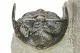 Detailed Hollardops Trilobite With Morocops #275251-4